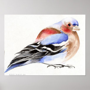 Póster Chaffinch colorido 2011