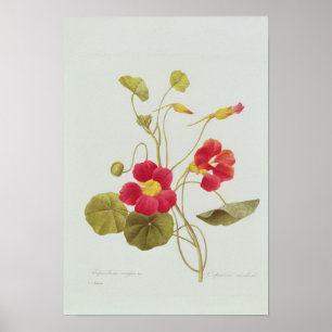 Poster Chagas