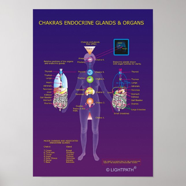 Póster Chakras - Glândulas endócrinas e Órgãos (Frente)