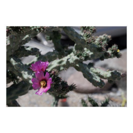 Póster Challa Cactus em flor