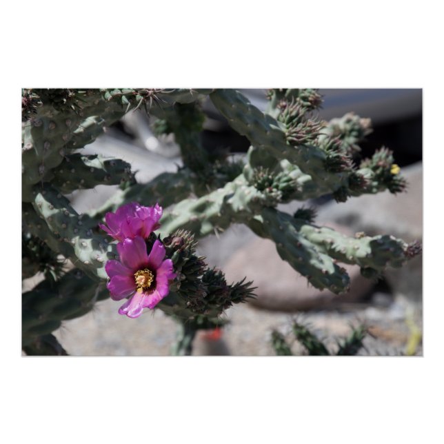 Póster Challa Cactus em flor (Frente)