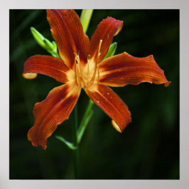 Póster Chama de Jardim Impressa