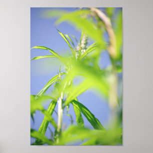 Poster Chamaenerion angustifolium Folhas Verdes Bombeadas
