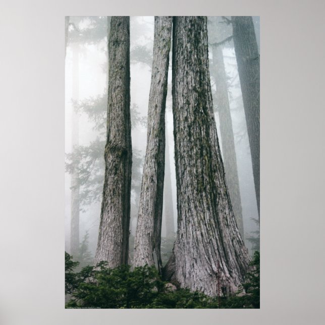 Póster Chamando a Floresta (Frente)