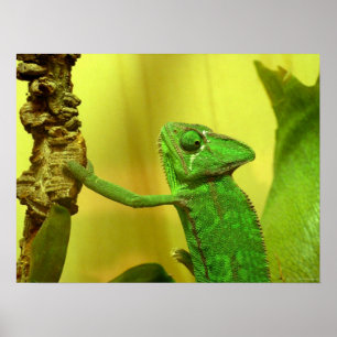 Poster chameleon