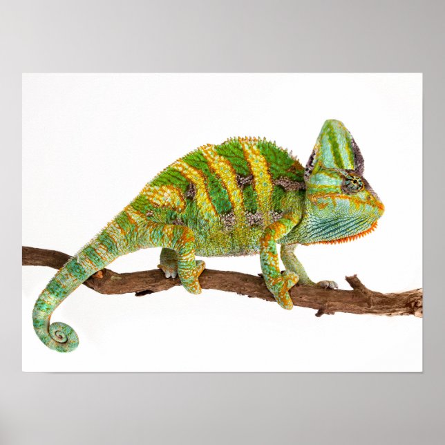 Poster Chameleon (Frente)