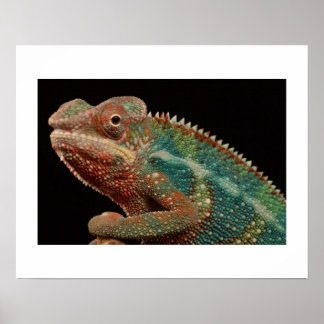 Poster Chameleon