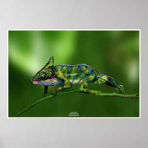 Poster Chameleon by Johannes Stötter