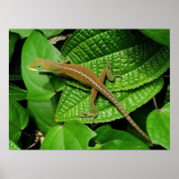 Chameleon Havaiano