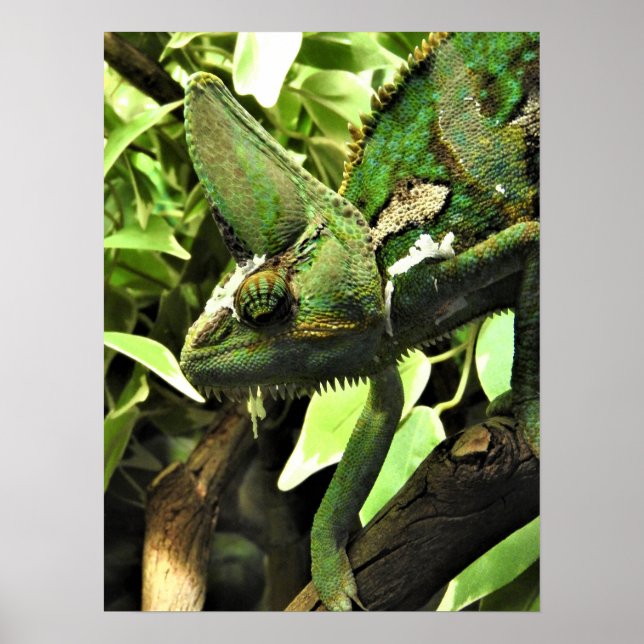 Poster Chameleon velado (Frente)
