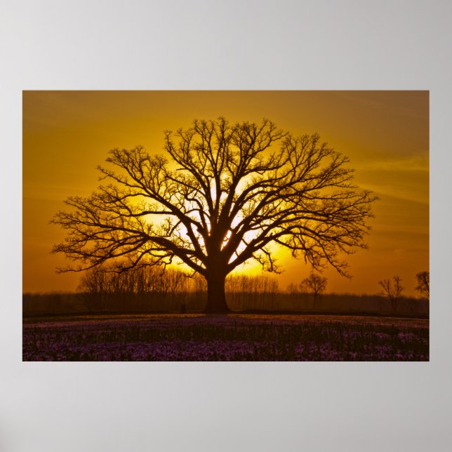 Póster Champion Bur Oak Sunset (Frente)