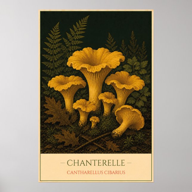 Poster Chanterelle – Vintage Botanical Illustration (Frente)