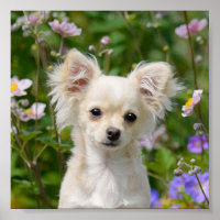 Chantilly Chihuahua Dog Puppy Foto: