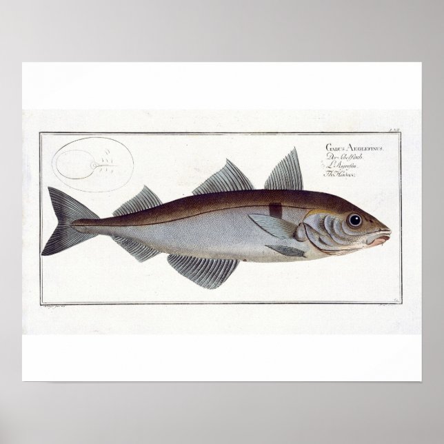 Poster Chapa de Haddock (Gadus Aeglefinus) LXII de Ichthy (Frente)