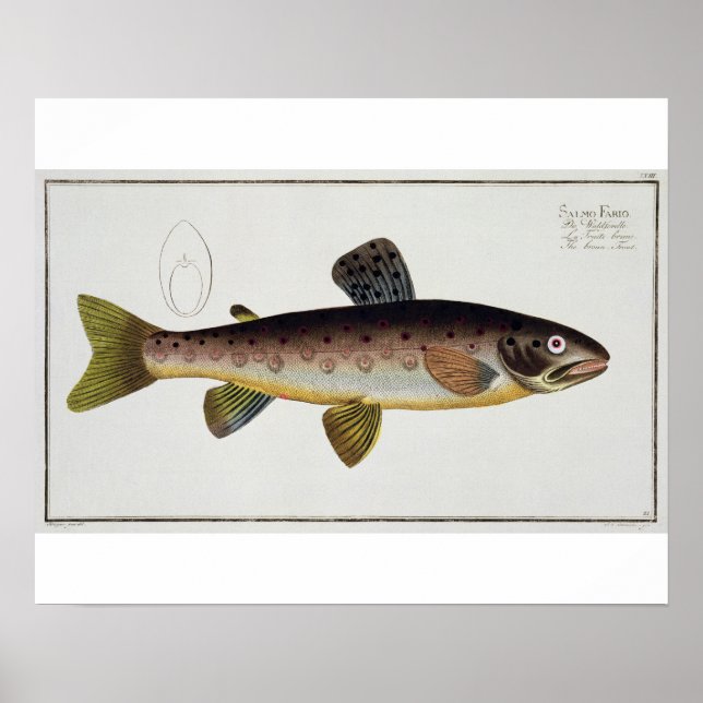 Póster Chapa de Truta Castanha (Salmo Iasustris), placa X (Frente)
