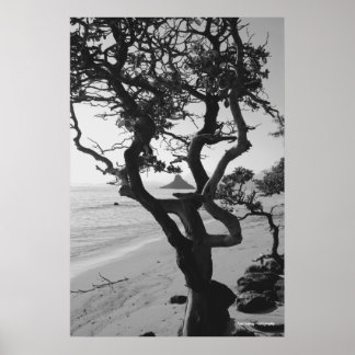 Poster Chapéu Chinês