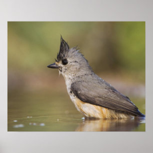 Póster Chapim-de-crista-preta, Baeolophus