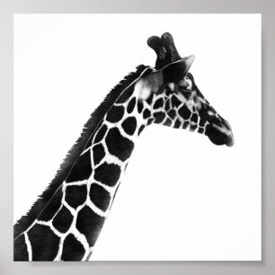 Poster Charcarbonet Sketch Giraffe