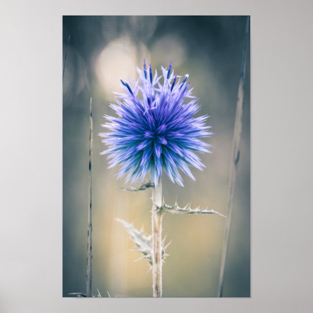 Poster Chardon Bleu (Frente)