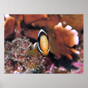 Poster Charging Clownfish