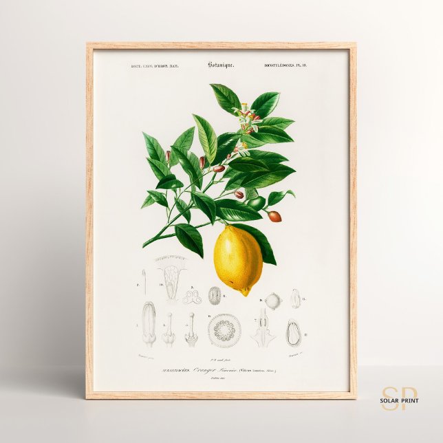 Poster Charles Dessalines D Orbigny Lemon Citrus Limoniu (Criador carregado)