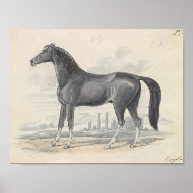 Poster Charles Hamilton Smith - Cavalo de Dongola (Frente)