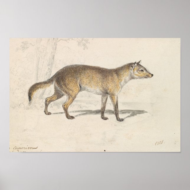 Poster Charles Hamilton Smith - Crabodago Aguara Fox (Frente)