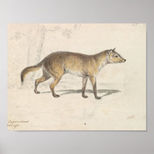 Poster Charles Hamilton Smith - Crabodago Aguara Fox