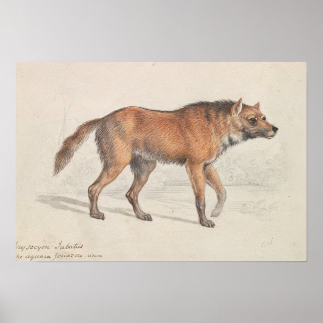 Poster Charles Hamilton Smith - Lobo Maned (Frente)