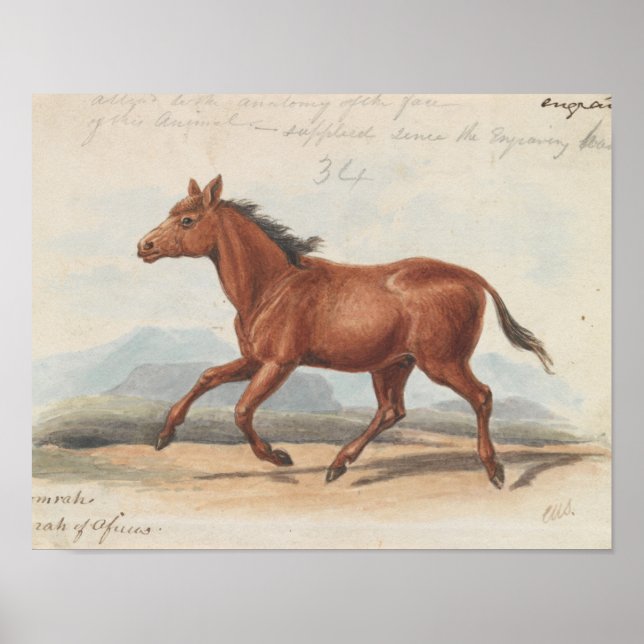 Poster Charles Hamilton Smith - O Cavalo de Koomrah (Frente)