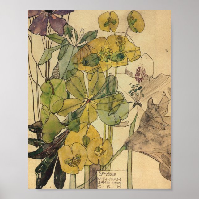 Poster Charles Rennie Mackintosh - Spurge Com Yham 1909 (Frente)