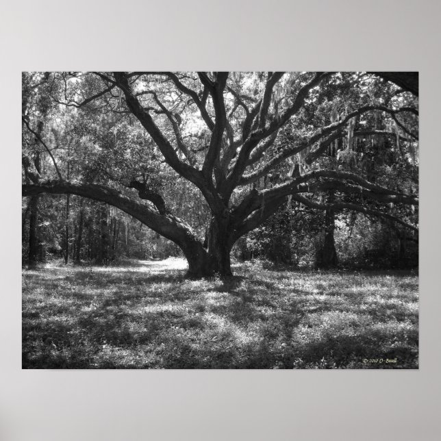 Poster Charleston Carolina do Sul (Frente)