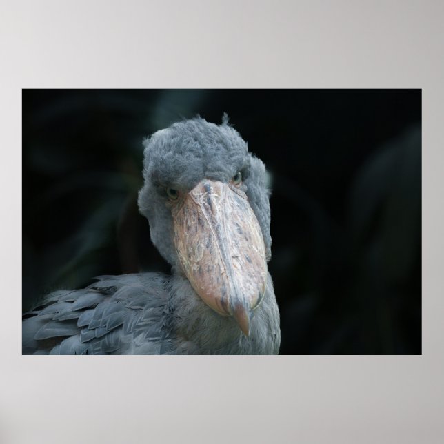 Poster Charme de Shoebill (Frente)