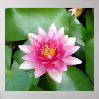 Poster Charming Fuchsia Water Lily