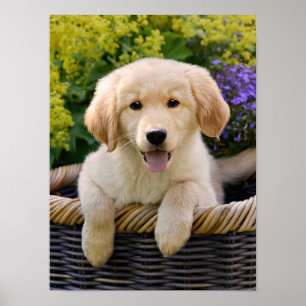 Poster Charming Ouro Retriver, uma foto de cachorro-doce 