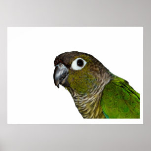 Póster Cheeked verde Conure