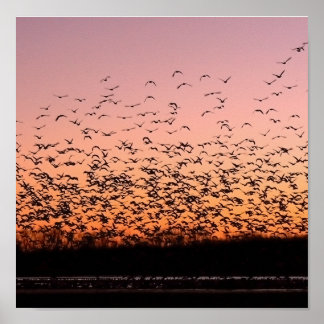 Póster CheerySunset