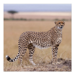 Póster Cheetah