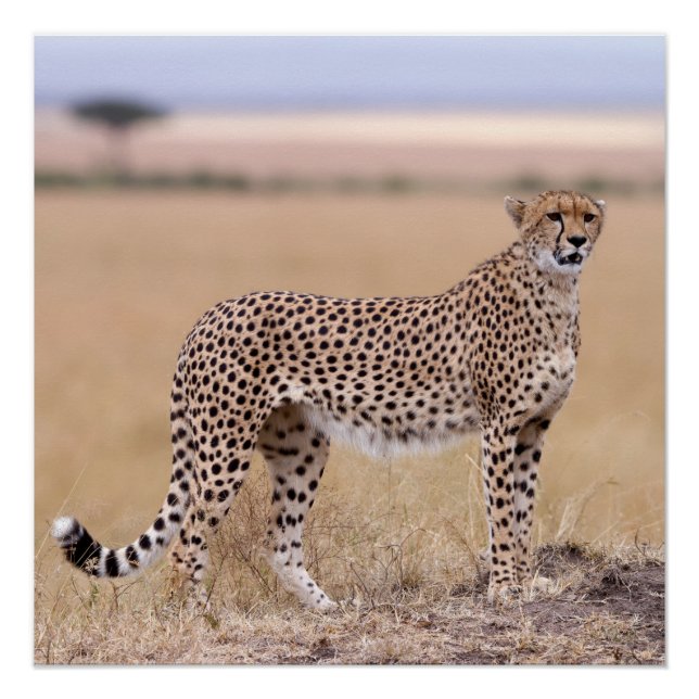 Póster Cheetah (Frente)