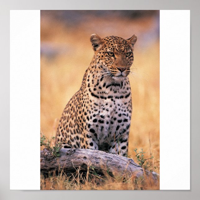 Póster Cheetah (Frente)