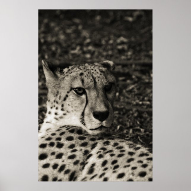Poster Cheetah (Frente)