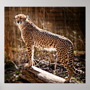 Póster Cheetah