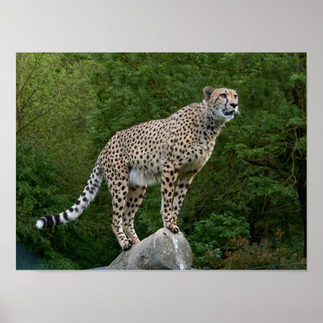 Poster Cheetah (Frente)