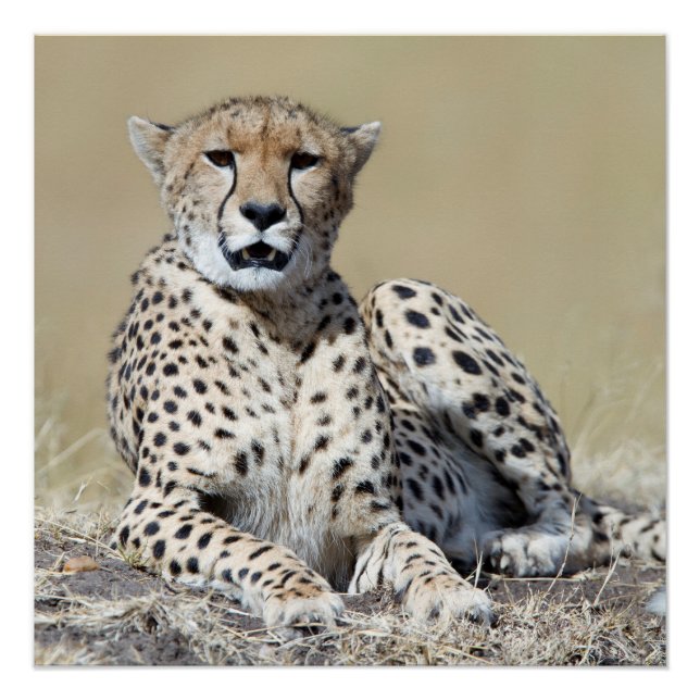 Póster Cheetah (Frente)