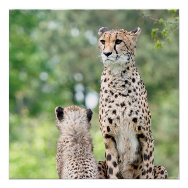 Póster Cheetah 004 (Frente)