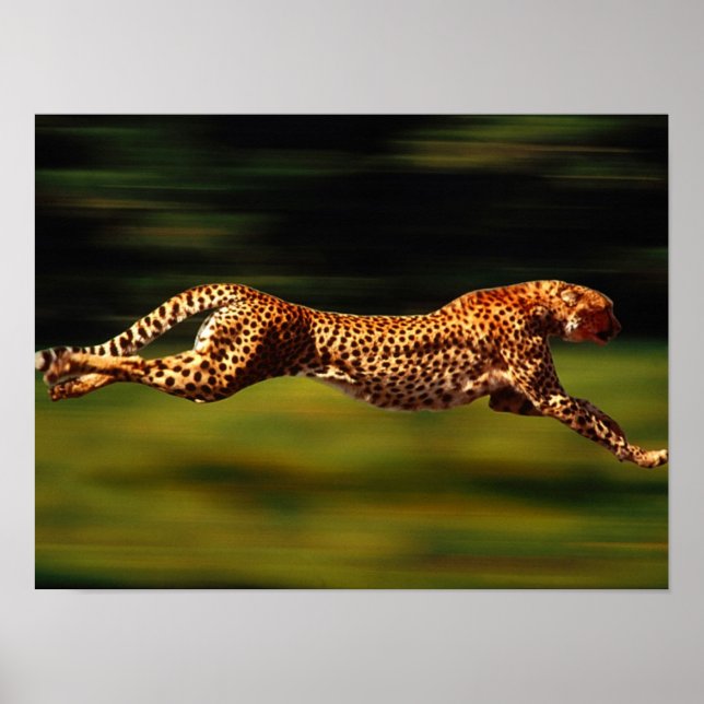 Póster Cheetah caçando sua presa (Frente)