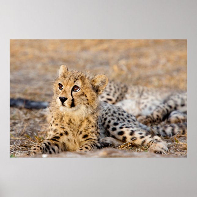 Poster Cheetah Cub (Frente)