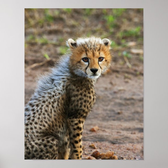 Póster Cheetah Cub Acinonyx Jubatus), tal como se vê no (Frente)