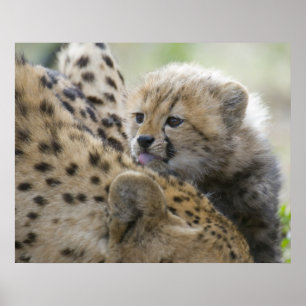 Póster Cheetah Cub com mamãe