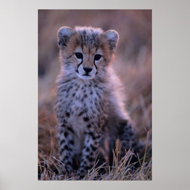 Póster Cheetah Cub | Savannah, Quénia (Frente)